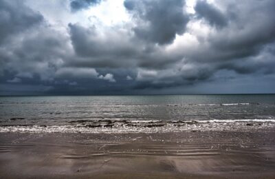 金边瑞香是什么花，金边瑞香的未来发展趋势和文化传承缩略图