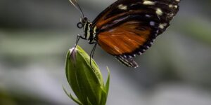 倒挂金钟的养殖方法，倒挂金钟不开花怎么办？以及如何安全过冬？缩略图