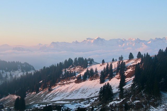 倒挂金钟一年开几次花,倒挂金钟四季开花的方法和注意事项是什么?插图 倒挂金钟一年开几次花,倒挂金钟四季开花的方法和注意事项是什么?插图