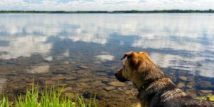 花毛茛能种在室内吗，室内种植花毛茛容易遇到的问题以及解决方法？缩略图
