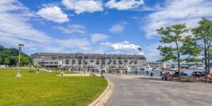 金钱树的价格多少，金钱树价格虚高吗？如何避免买贵？缩略图