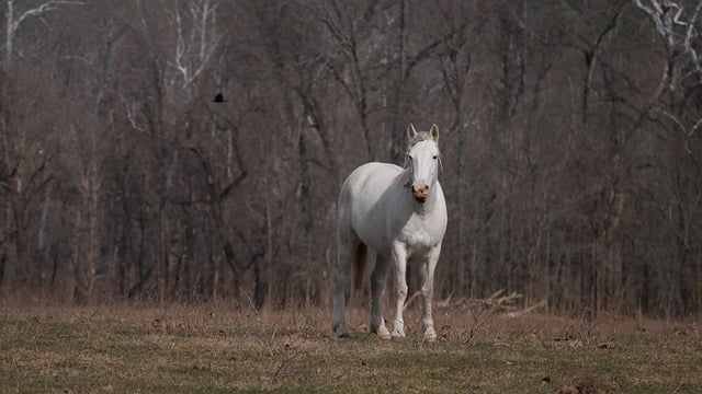 多肉一般几天浇一次水，多肉浇水还有哪些需要注意的细节？插图
