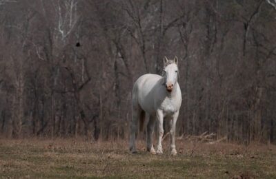 多肉一般几天浇一次水，多肉浇水还有哪些需要注意的细节？缩略图