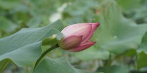 多肉花开了要剪掉吗，多肉花开了剪掉后怎么处理？以及不开花的多肉该如何养护？缩略图