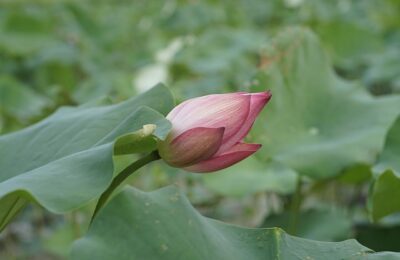 多肉花开了要剪掉吗，多肉花开了剪掉后怎么处理？以及不开花的多肉该如何养护？缩略图