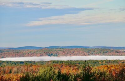 西生菜和生菜的区别，西生菜的未来发展趋势是什么？缩略图