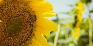 球生菜和普通生菜区别，球生菜和普通生菜哪个更好？缩略图