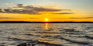 紫花地丁和苦地丁区别，紫花地丁和苦地丁在临床应用上有哪些需要注意的地方？缩略图