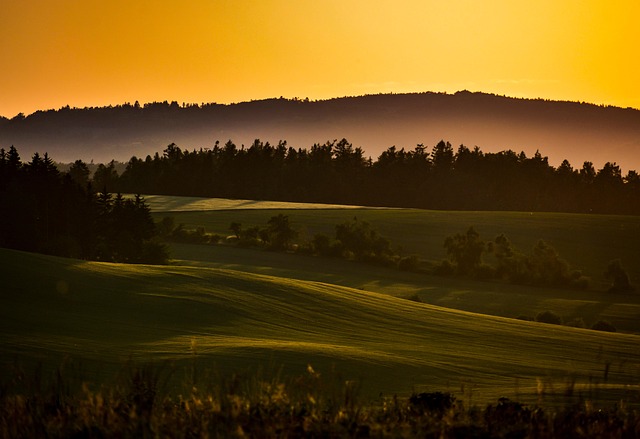 夏威夷椰子和袖珍椰子的区别,夏威夷椰子与袖珍椰子在室内环境下的适应性如何?哪个更适合新手?插图 夏威夷椰子和袖珍椰子的区别,夏威夷椰子与袖珍椰子在室内环境下的适应性如何?哪个更适合新手?插图