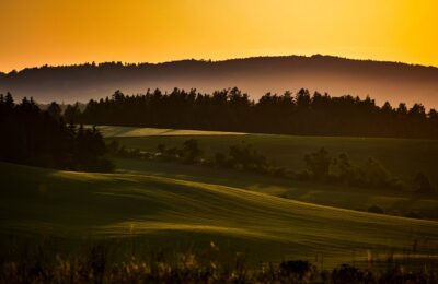 夏威夷椰子和袖珍椰子的区别，夏威夷椰子与袖珍椰子在室内环境下的适应性如何？哪个更适合新手？缩略图