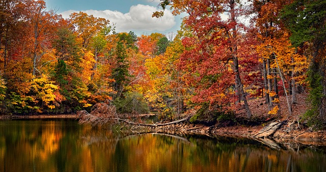 美女樱和细叶美女樱的区别，细叶美女樱和美女樱在园林应用中该如何选择？插图