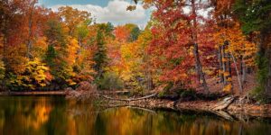 美女樱和细叶美女樱的区别，细叶美女樱和美女樱在园林应用中该如何选择？缩略图