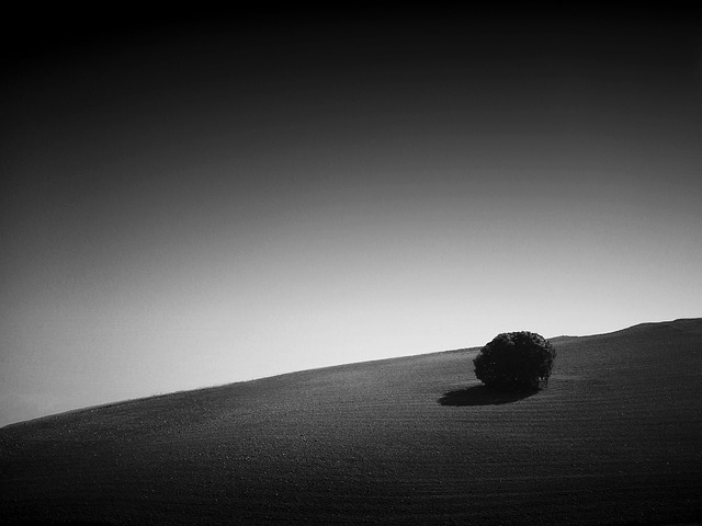 剑兰和夹竹桃的区别,剑兰和夹竹桃在园艺应用上有什么需要注意的地方?插图 剑兰和夹竹桃的区别,剑兰和夹竹桃在园艺应用上有什么需要注意的地方?插图