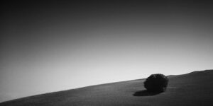 剑兰和夹竹桃的区别，剑兰和夹竹桃在园艺应用上有什么需要注意的地方？缩略图