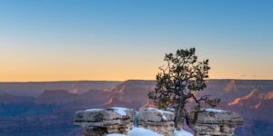 碧桃和夹竹桃的区别，夹竹桃的毒性和用途还有哪些值得深入探讨的地方?缩略图