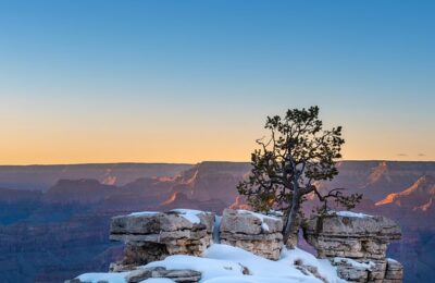 碧桃和夹竹桃的区别，夹竹桃的毒性和用途还有哪些值得深入探讨的地方?缩略图