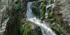 海棠花和樱花的区别，海棠花和樱花在园林应用中有哪些区别？缩略图