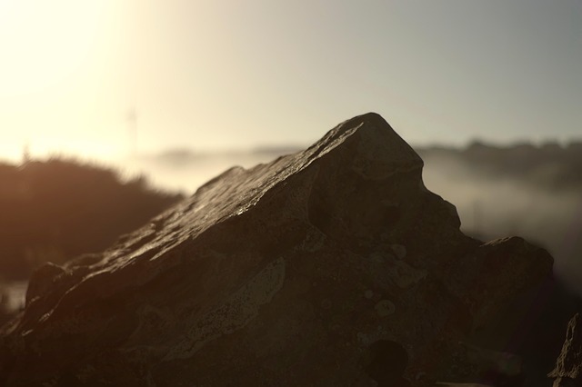 猫眼草与泽漆的区别,猫眼草与泽漆的药理研究及未来应用展望?插图 猫眼草与泽漆的区别,猫眼草与泽漆的药理研究及未来应用展望?插图