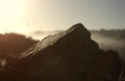 猫眼草与泽漆的区别，猫眼草与泽漆的药理研究及未来应用展望？缩略图