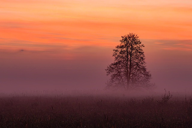 朱砂梅与骨红梅的区别,朱砂梅与骨红梅在园林应用中的区别和未来发展趋势插图 朱砂梅与骨红梅的区别,朱砂梅与骨红梅在园林应用中的区别和未来发展趋势插图