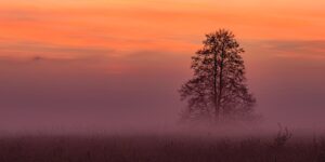 朱砂梅与骨红梅的区别，朱砂梅与骨红梅在园林应用中的区别和未来发展趋势缩略图