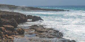 大叶伞和鹅掌柴有什么区别，大叶伞和鹅掌柴在园艺应用上有什么不同？缩略图