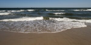 鲸鱼花和口红花的区别，鲸鱼花和口红花在园艺应用上有什么不同？缩略图