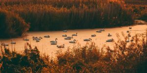 青丽和黄丽的区别，青丽和黄丽在养护上有什么需要注意的区别？缩略图