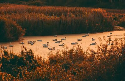 青丽和黄丽的区别，青丽和黄丽在养护上有什么需要注意的区别？缩略图