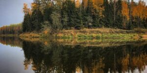 梅花和榆叶梅的区别，梅花和榆叶梅在园林应用中有什么不同？缩略图