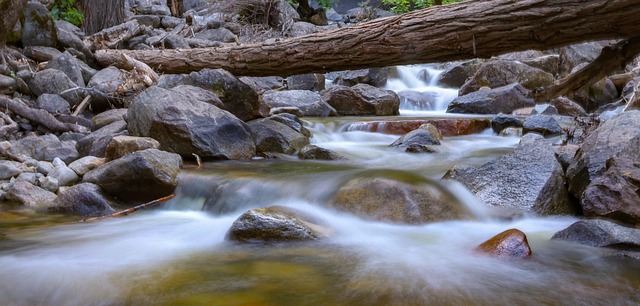 堇菜和紫花地丁的区别,堇菜和紫花地丁的药用价值和园艺应用有什么不同?插图 堇菜和紫花地丁的区别,堇菜和紫花地丁的药用价值和园艺应用有什么不同?插图