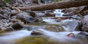 堇菜和紫花地丁的区别，堇菜和紫花地丁的药用价值和园艺应用有什么不同？缩略图