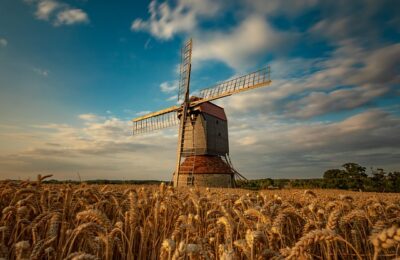 炮杖花与凌霄花的区别，炮杖花和凌霄花在园林应用中有什么不同？缩略图