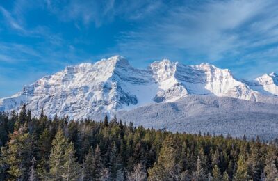 凌霄花和木棉花的区别，凌霄花和木棉花在园林应用中的区别和选择？缩略图