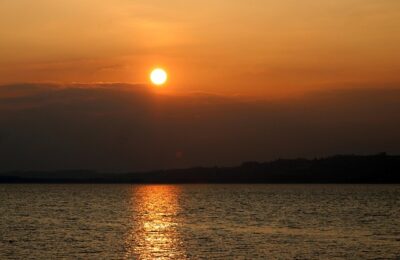 南洋楹与蓝花楹的区别，南洋楹和蓝花楹在城市绿化中的应用有何不同？缩略图