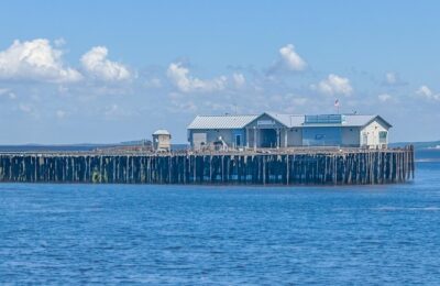 蓝花楹与红花楹区别，蓝花楹和红花楹在园林应用上有什么不同？缩略图
