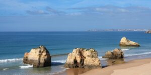 小翠菊和雏菊的区别，小翠菊和雏菊在园艺应用上有什么不同？缩略图