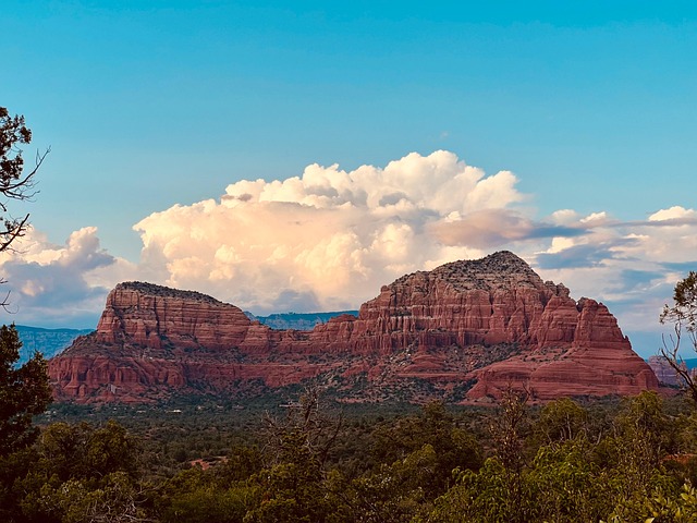 苦菜和蒲公英的区别，苦菜和蒲公英在实际应用中如何区分，以及误食的风险？插图