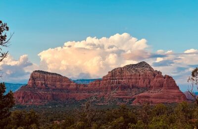 苦菜和蒲公英的区别，苦菜和蒲公英在实际应用中如何区分，以及误食的风险？缩略图