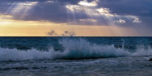 铁线莲最好养的品种，铁线莲品种选择还有什么需要注意的吗？缩略图