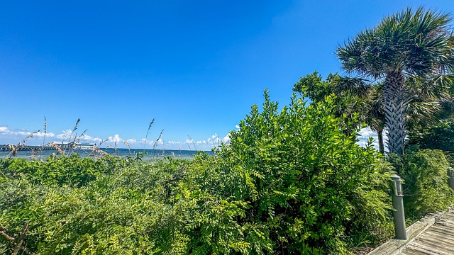 这花没太阳也能一年四季开,摘个叶就能养出一大片!,这花真的这么好养吗?养护需要注意什么?插图 这花没太阳也能一年四季开,摘个叶就能养出一大片!,这花真的这么好养吗?养护需要注意什么?插图