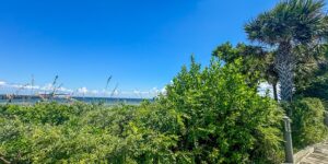 这花没太阳也能一年四季开，摘个叶就能养出一大片！，这花真的这么好养吗？养护需要注意什么？缩略图