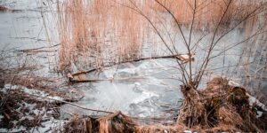 鸭脚木和发财树的区别，鸭脚木和发财树哪个更适合室内养护？缩略图