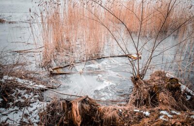 鸭脚木和发财树的区别，鸭脚木和发财树哪个更适合室内养护？缩略图