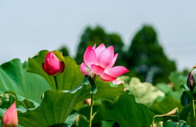 心叶藤和绿萝的区别，心叶藤和绿萝在室内装饰中的应用有什么不同？缩略图