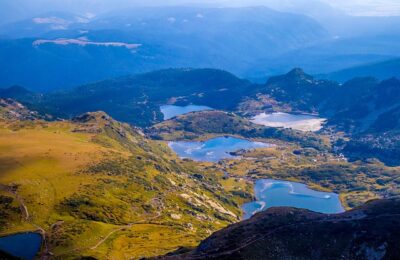 袖子椰子和富贵椰子的区别，袖子椰子和富贵椰子哪个更适合家庭养殖？缩略图