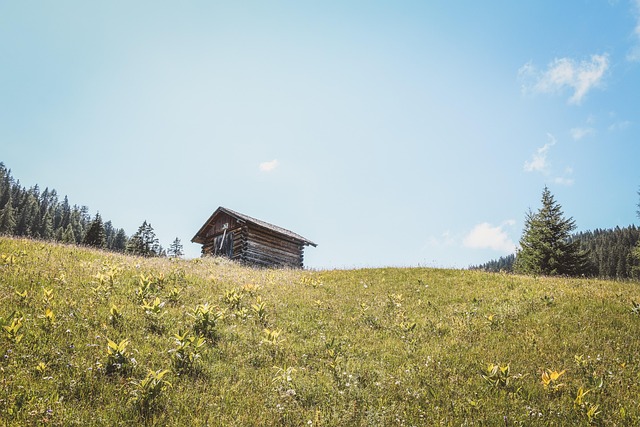 海芋和竹芋的区别,海芋和竹芋在园艺应用上有什么不同?插图 海芋和竹芋的区别,海芋和竹芋在园艺应用上有什么不同?插图
