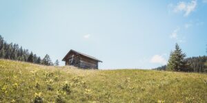 海芋和竹芋的区别，海芋和竹芋在园艺应用上有什么不同？缩略图