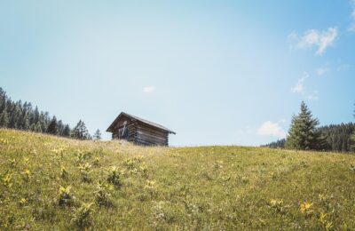 海芋和竹芋的区别，海芋和竹芋在园艺应用上有什么不同？缩略图