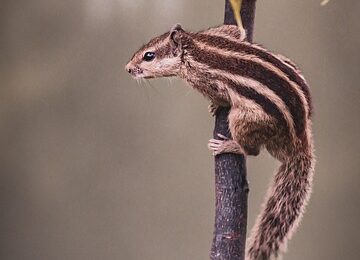 如何辨别天鹅绒竹芋，如何区分天鹅绒竹芋的不同品种？缩略图